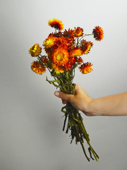 Helichrysum Flor Seca