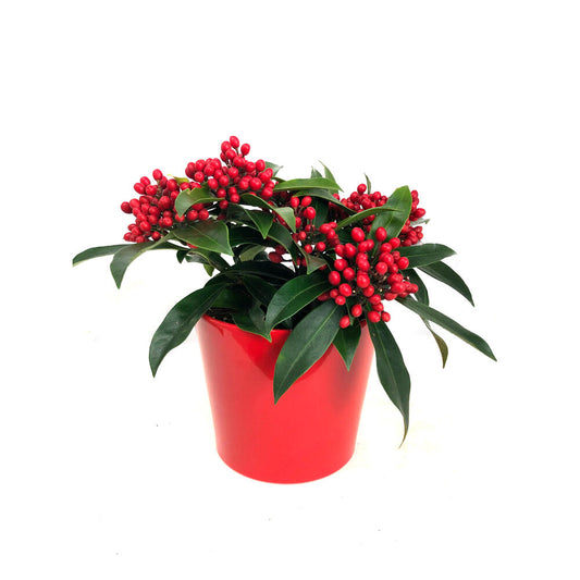 Skimmia Japonica M15 25cm_0