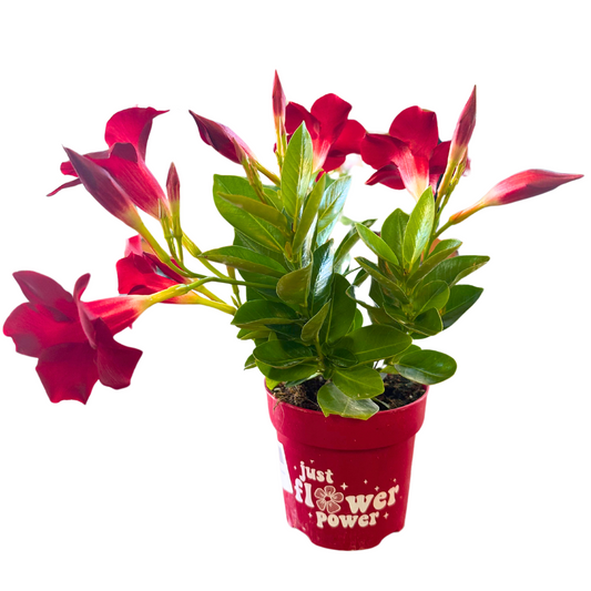 Dipladenia Colores Variados M11_0