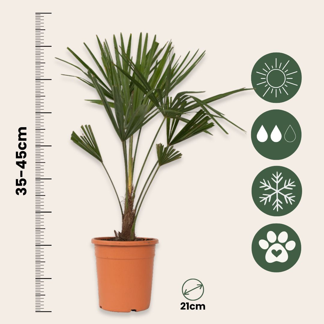 Palma De China - 2 Pzs - Trachycarpus Fortunei - Altura 65-75cm - ⌀21cm_2