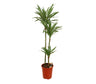 Dracena Warneckei 3 Troncos 90-60-30 M24 130cm
