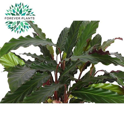 Calathea Mix M19 80cm_1