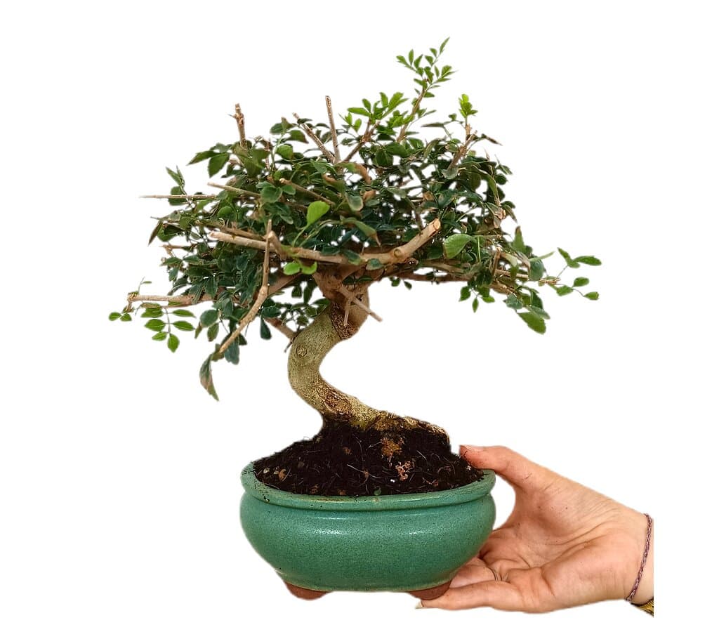 Bonsái Fraxinus 8 Años_1