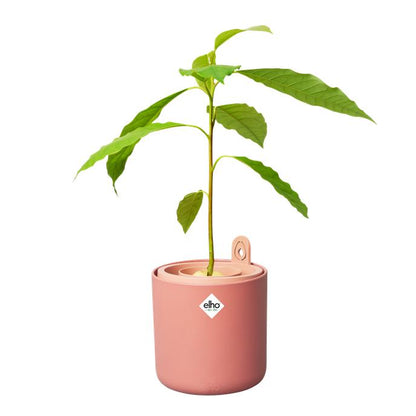 Maceta germinadora de aguacates Amazing Avocado Elho Terra