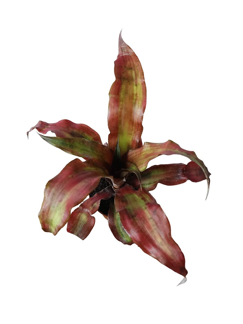 Cryptranthus Rojo Planta Bromelia Ø8