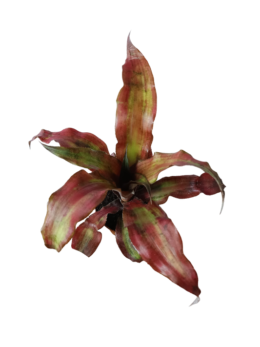 Cryptranthus Rojo Planta Bromelia Ø8
