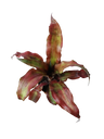 Cryptranthus Rojo Planta Bromelia Ø8