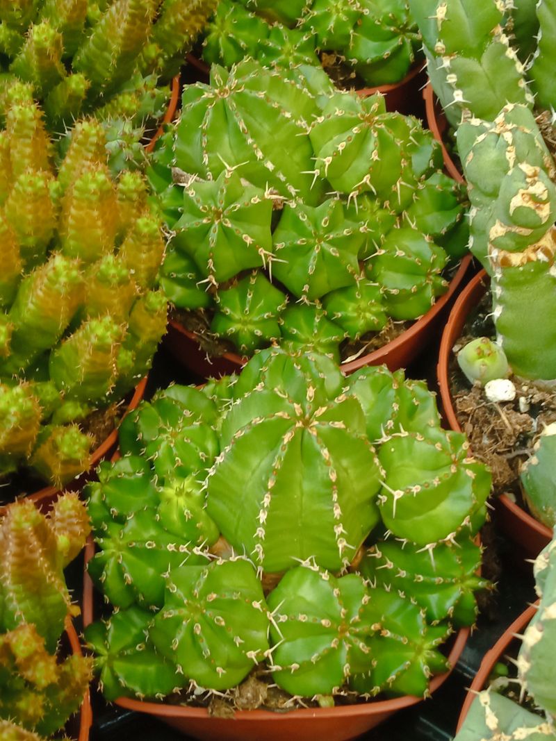 Euphorbia Frankii Planta Suculenta Ø8