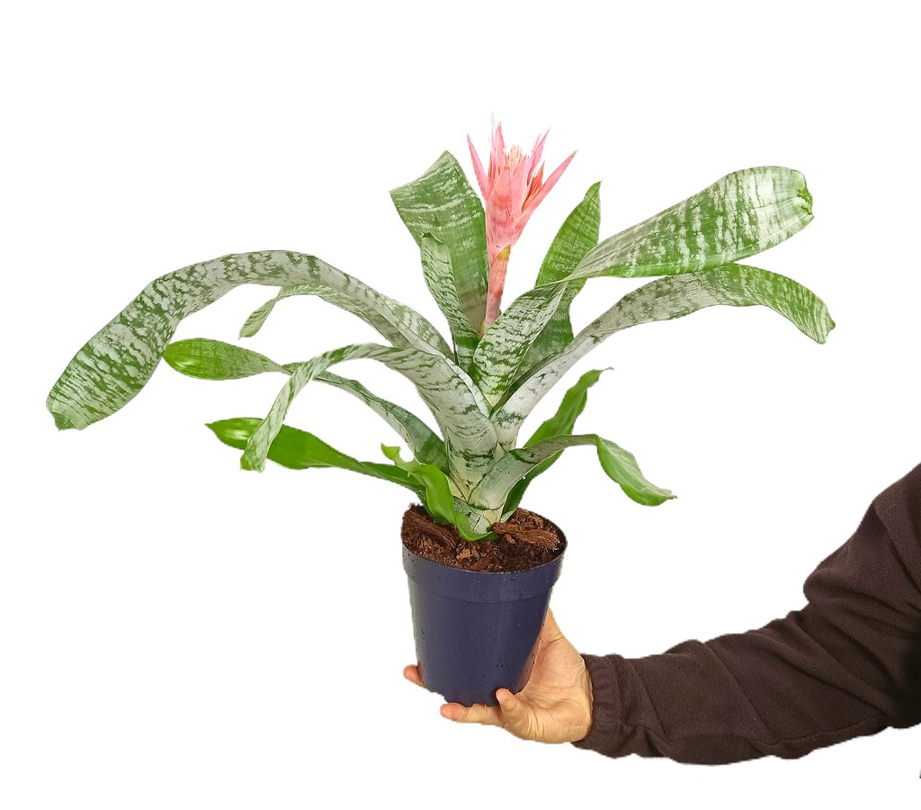 Aechmea Primera M15 60cm_0