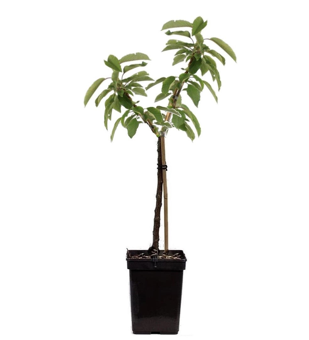 Manzano - Malus - Altura 60-80cm - ⌀15cm_0