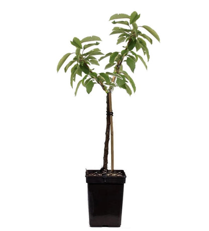 Manzano - Malus - Altura 60-80cm - ⌀15cm_0