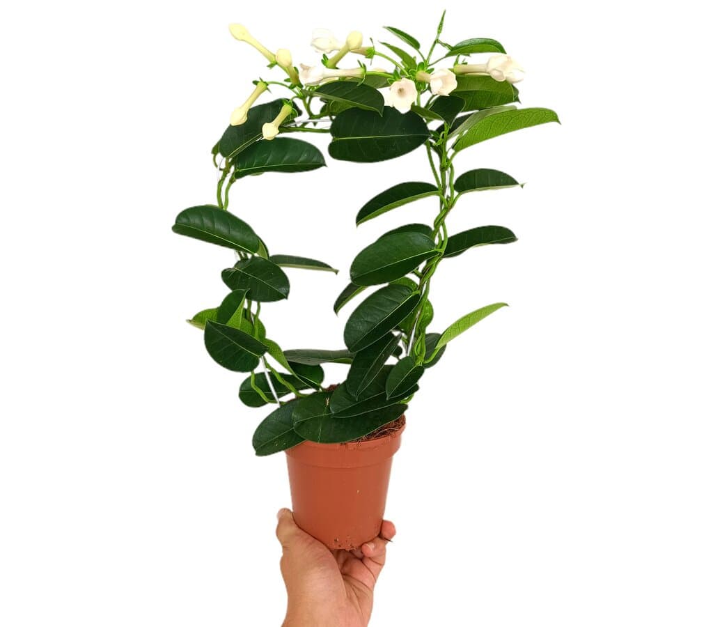 Stephanotis Floribunda M12 (jazmín De Madagascar)_0