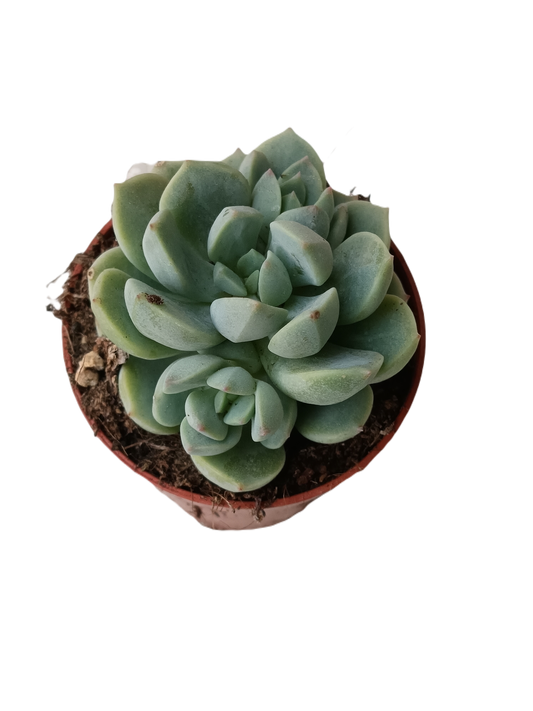 Planta Jade Rose Suculenta Mini Ø5 Cm