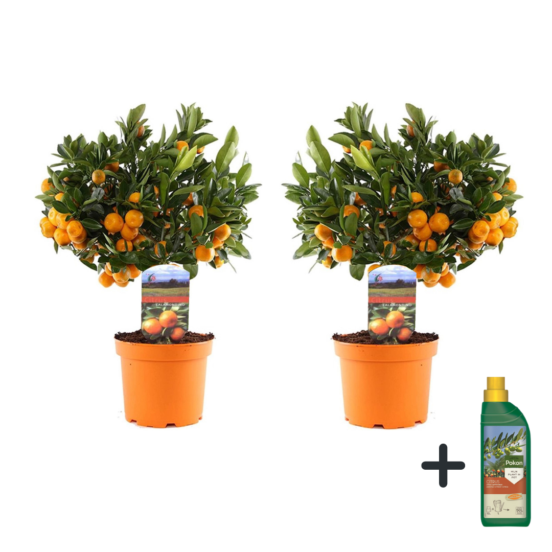 Naranjita De San José - 2 Pzs - Citrus 'calamondin' - Altura 35-40cm - ⌀14cm_0