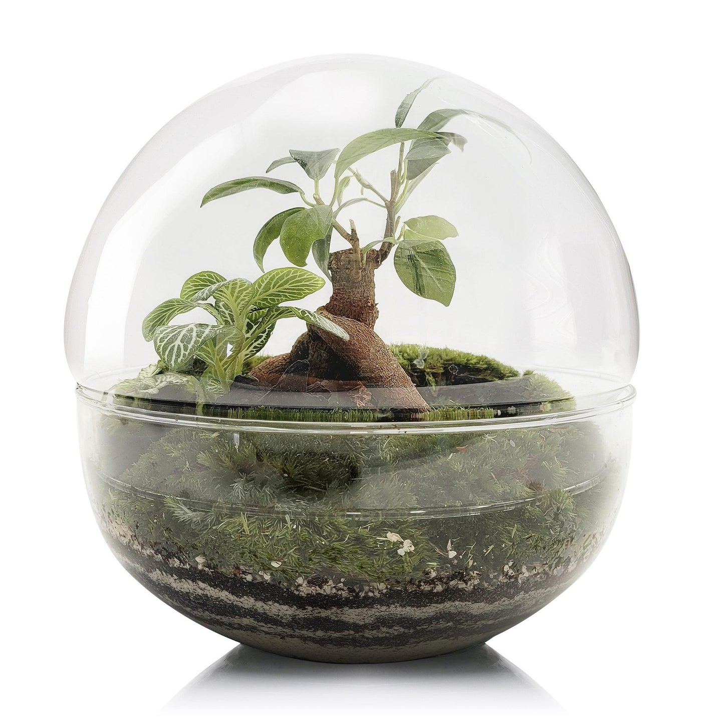 Terrario Borneo Forest Ficus Retusa Ø20 x 20cm