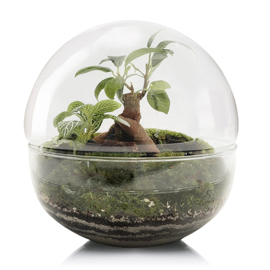 Terrario Borneo Forest Ficus Retusa Ø20 x 20cm