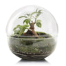 Terrario Borneo Forest Ficus Retusa Ø20 x 20cm