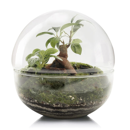 Terrario Borneo Forest Ficus Retusa Ø20 x 20cm