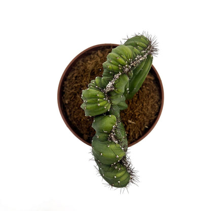 Cereus Peruvianus Monstruoso Crestata Cactus Y Suculentas M8,5 cm Ø_1