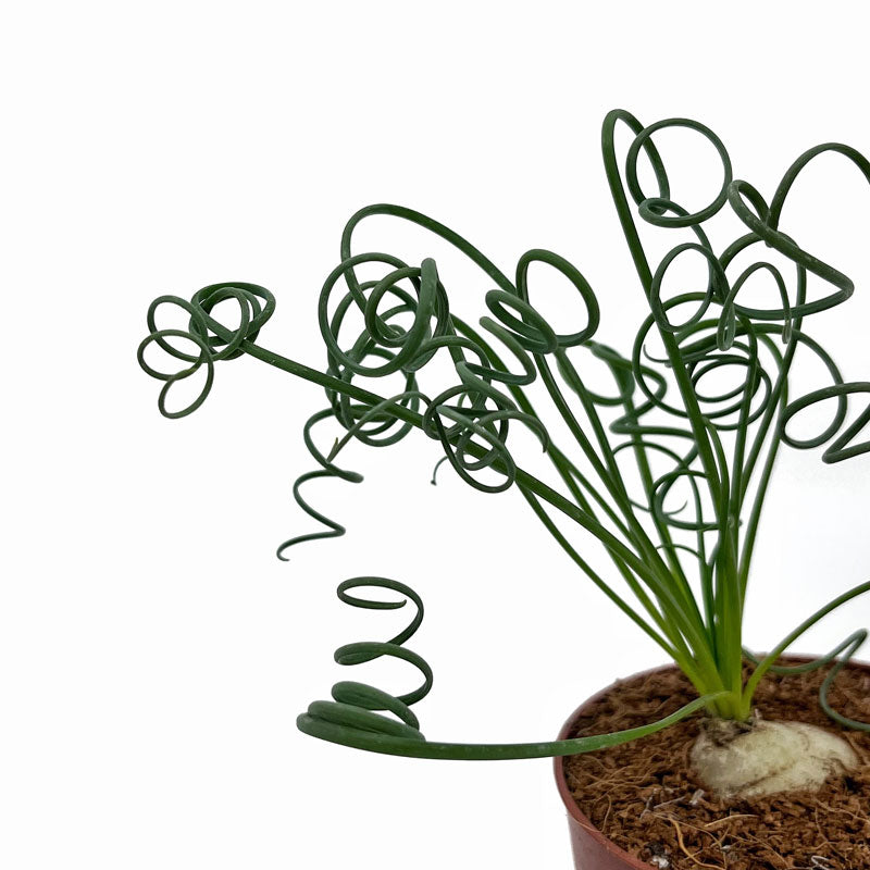 Albuca Spiralis Cactus Y Suculentas