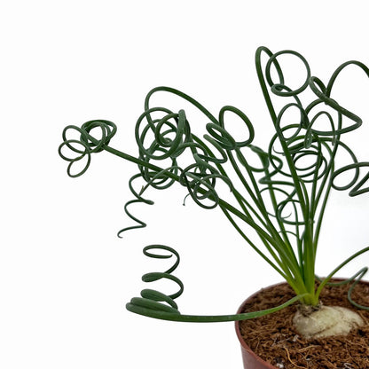 Albuca Spiralis Cactus Y Suculentas