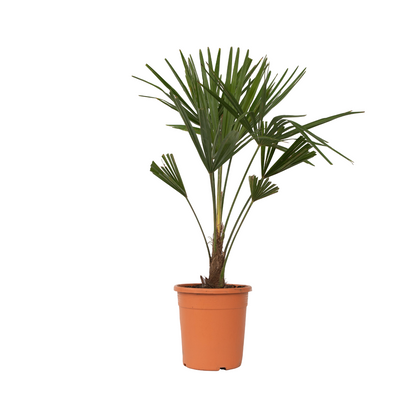 Palma De China - Trachycarpus Fortunei - Altura 65-75cm - ⌀21cm
