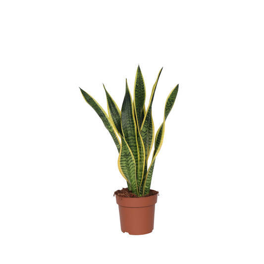 Lengua De Suegra - Sansevieria Trifasciata Laurentii - Altura 60-70cm - ⌀17cm_0