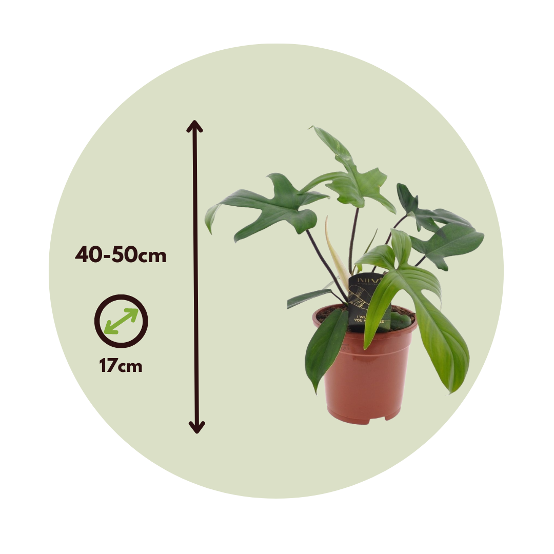 Filodendro - Philodendron 'florida Green' - Altura 40-50cm - ⌀17cm_2