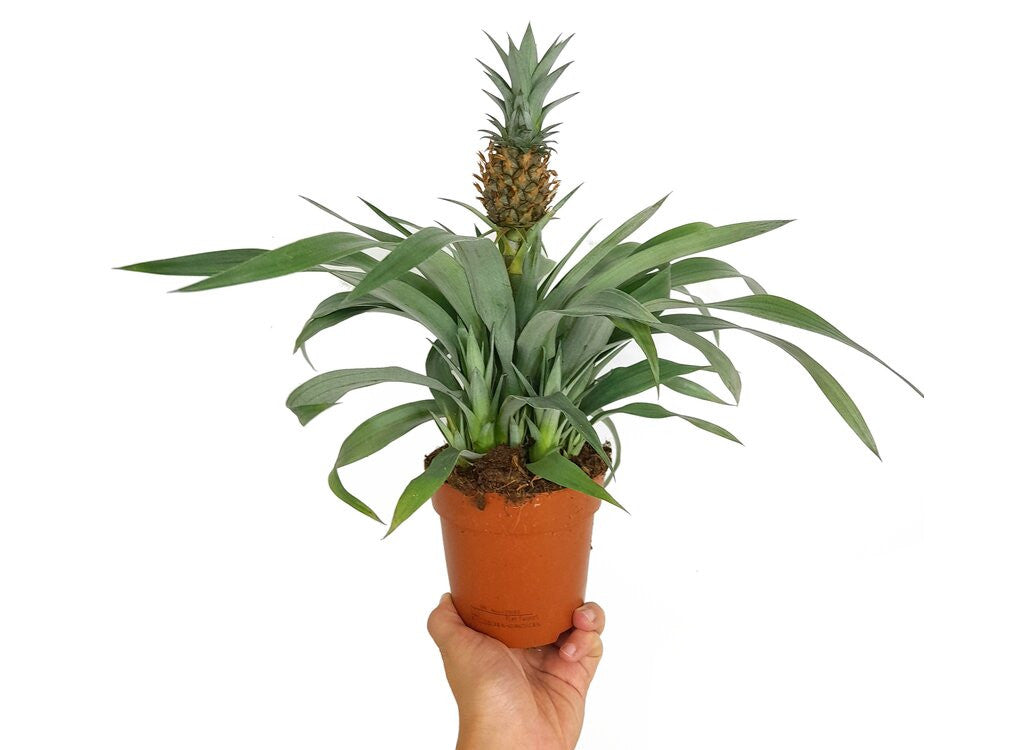 Anana Comosus M12 30cm (planta De La Piña)_0