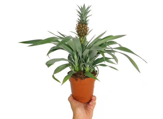 Anana Comosus M12 30cm (planta De La Piña)_0