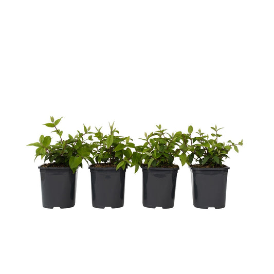 Flores De Fresa - 4 Pzs - Deutzia 'strawberry Fields' - Altura 25-40cm - ⌀17cm_0