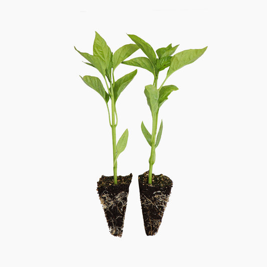 Plantón Pimiento Rojo 2 Unidades - Plantabo_0