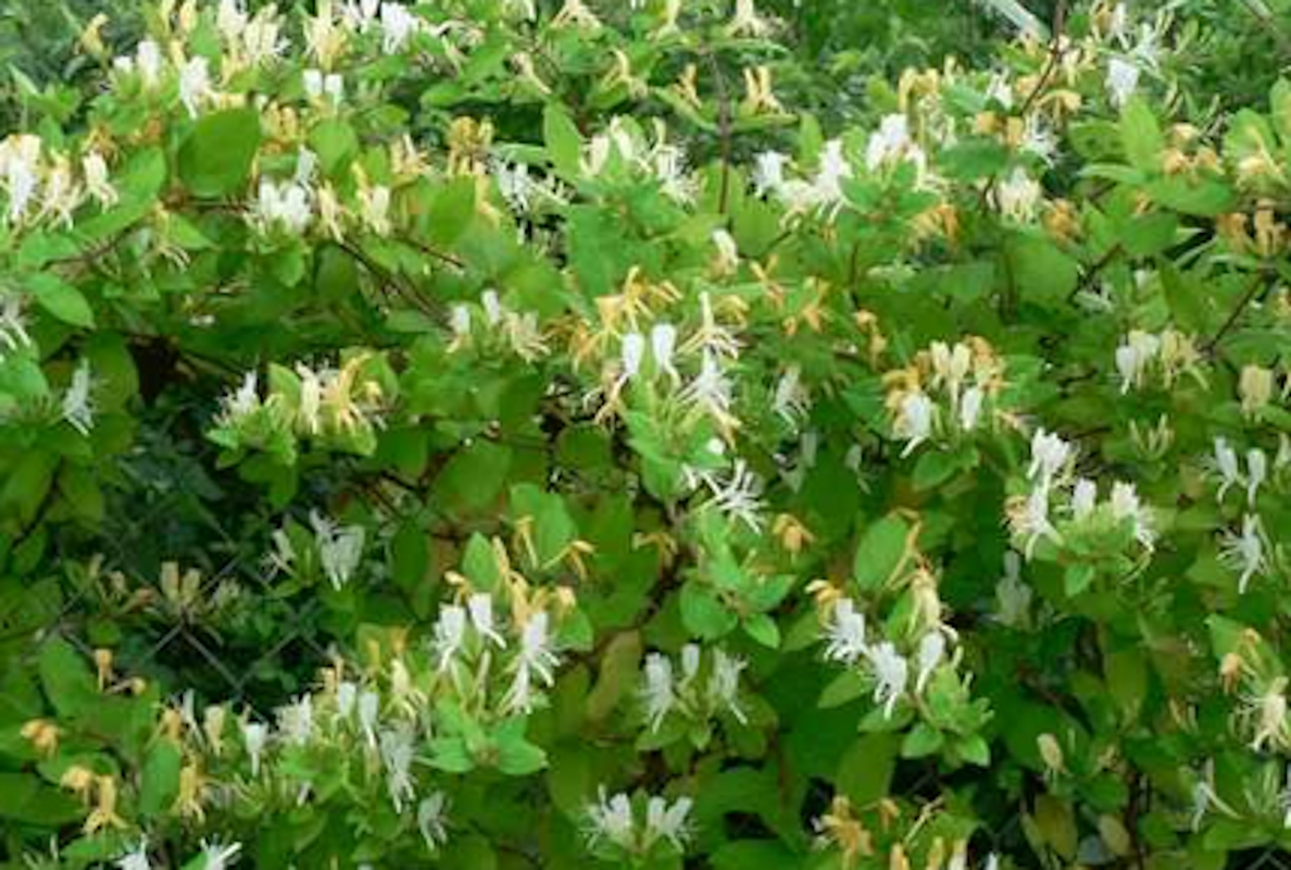 Lonicera Caprifolium O “madreselva”_1