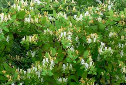 Lonicera Caprifolium O “madreselva”_1