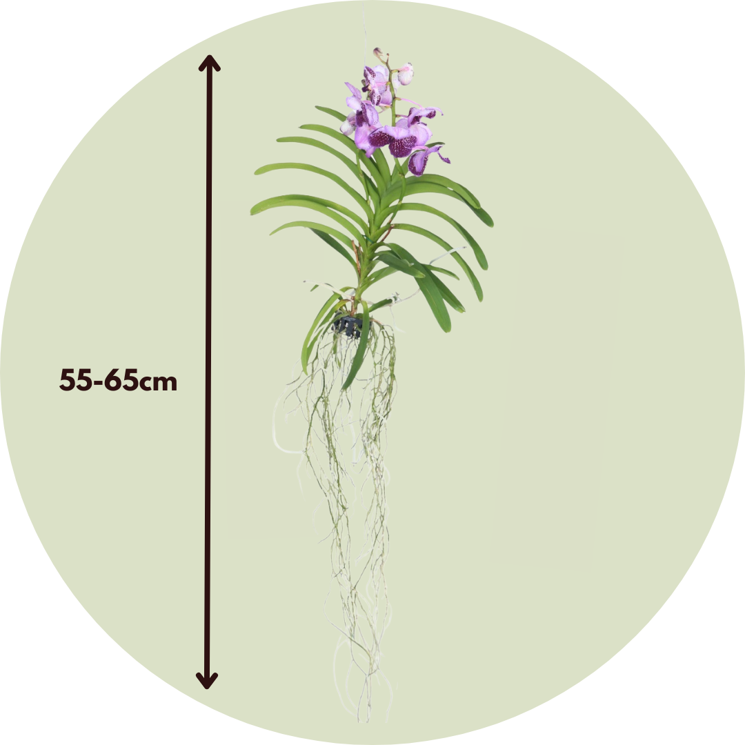 Orquídea Vanda - Vanda 'lila' - Altura 55-65cm