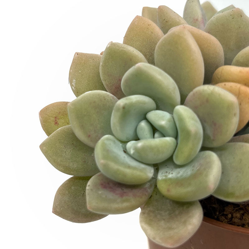 Graptoveria 'Graine De Jour' Cactus Y Suculentas M8,5 cm Ø_2