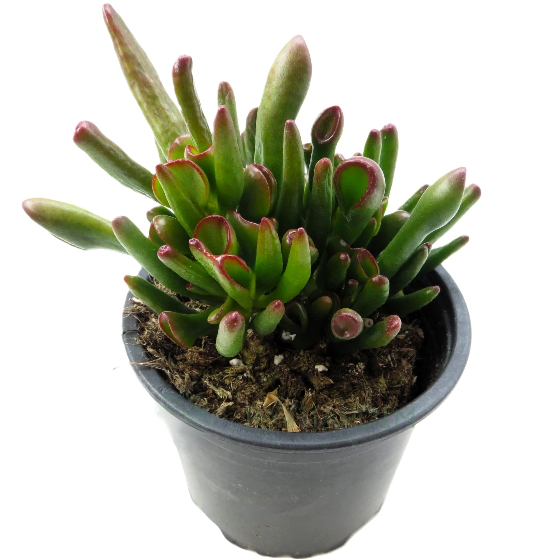 Crassula Ovata 'horn Tree'; Planta Suculenta Verde; Curiosarium; Diámetro Maceta 10,5 Cm_1