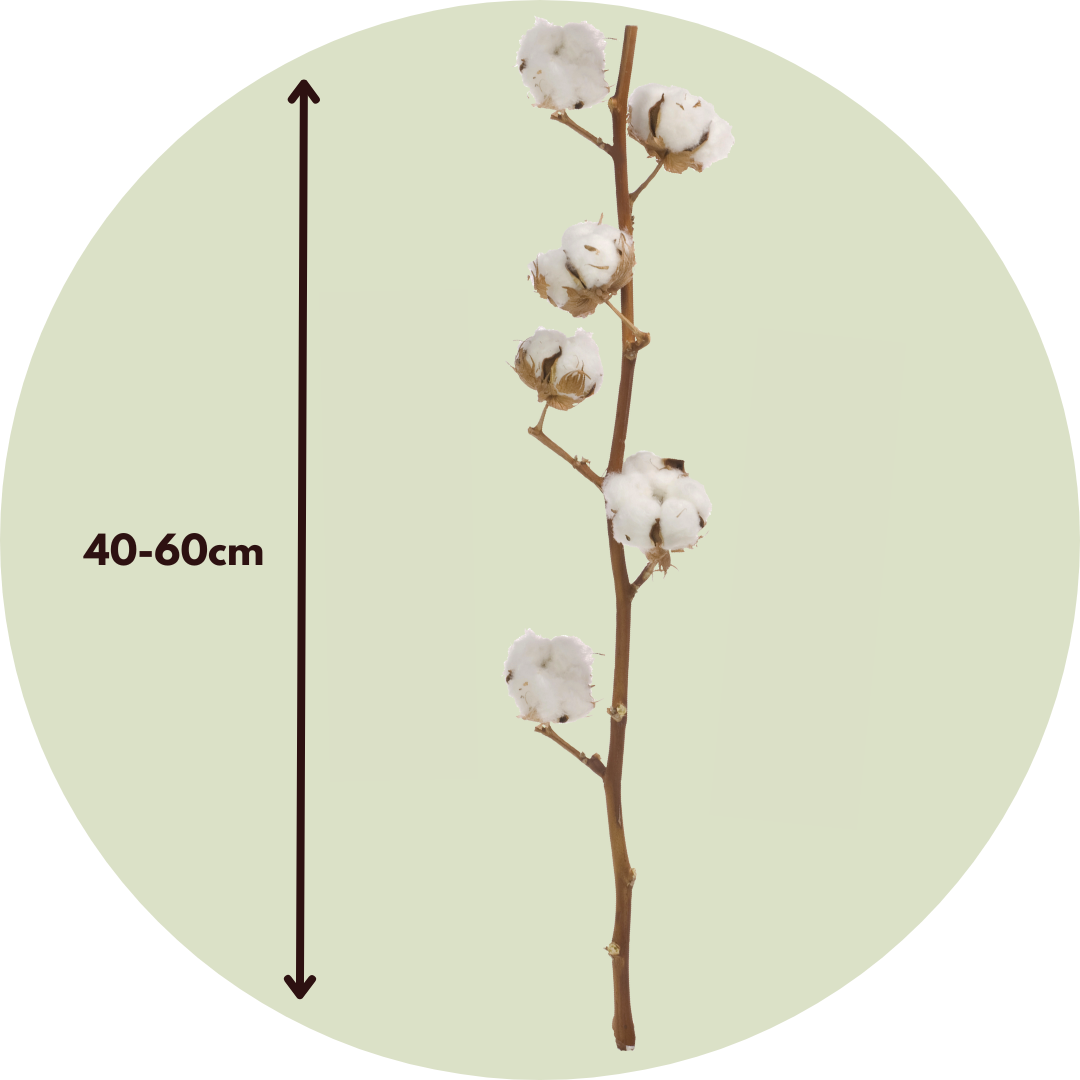 Flores Secas - 3 Pzs - Ramo 'cotton Branch'_2