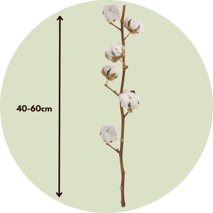 Flores Secas - 3 Pzs - Ramo 'cotton Branch'_2