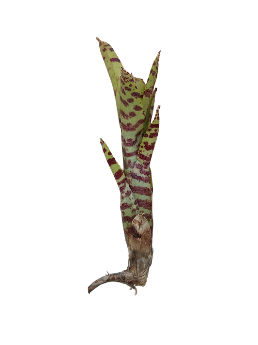 Neoregelia Tigrina Planta Bromelia De Interior Ideal Terrarios