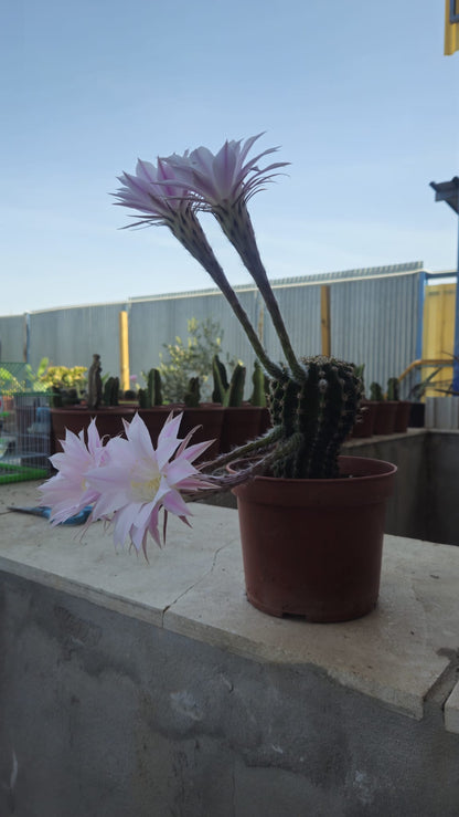 Cactus Echinopsis Oxygona (cactus Erizo Americano). Maceta Grande (17cm.)._1