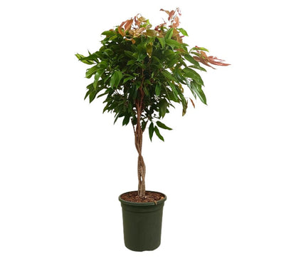 Ficus Amstel Queen Trenzado M32 110-130cm
