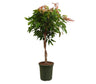 Ficus Amstel Queen Trenzado M32 110-130cm