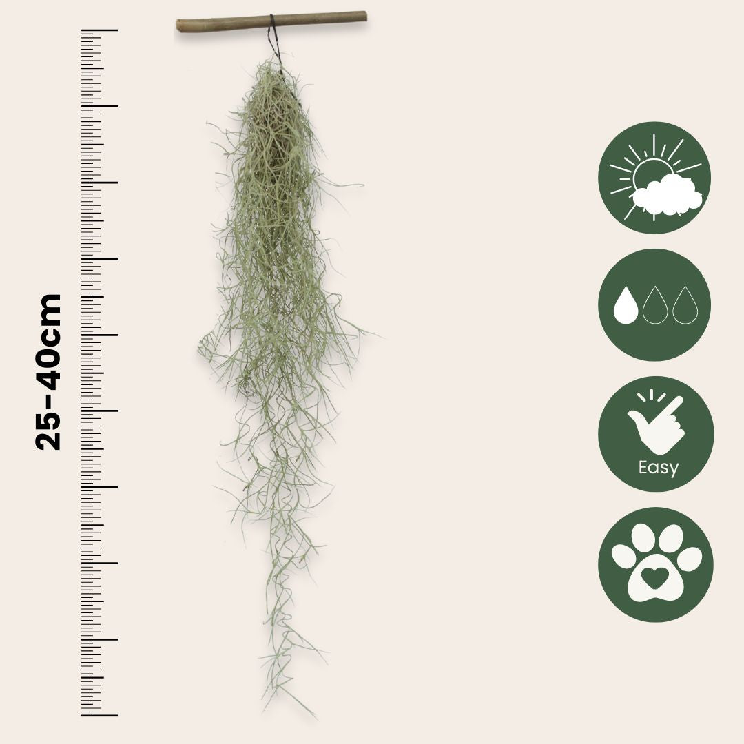 Claveles De Aire - 3 Pzs - Tillandsia Usneoides - Altura 25-40cm - ⌀5cm_2