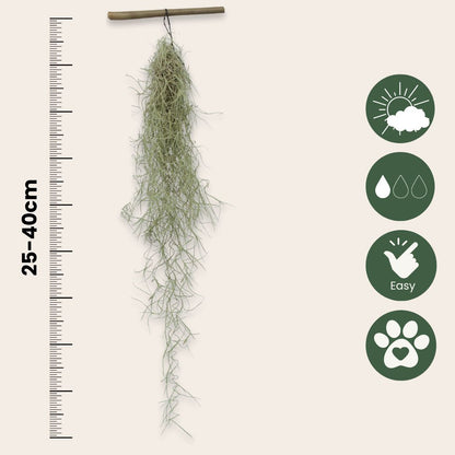 Claveles De Aire - 3 Pzs - Tillandsia Usneoides - Altura 25-40cm - ⌀5cm_2