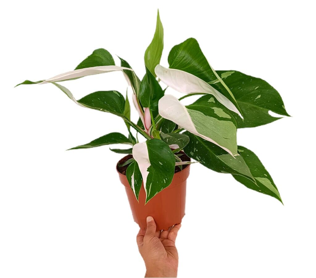 Philodendron White Princess Variegata M17_0