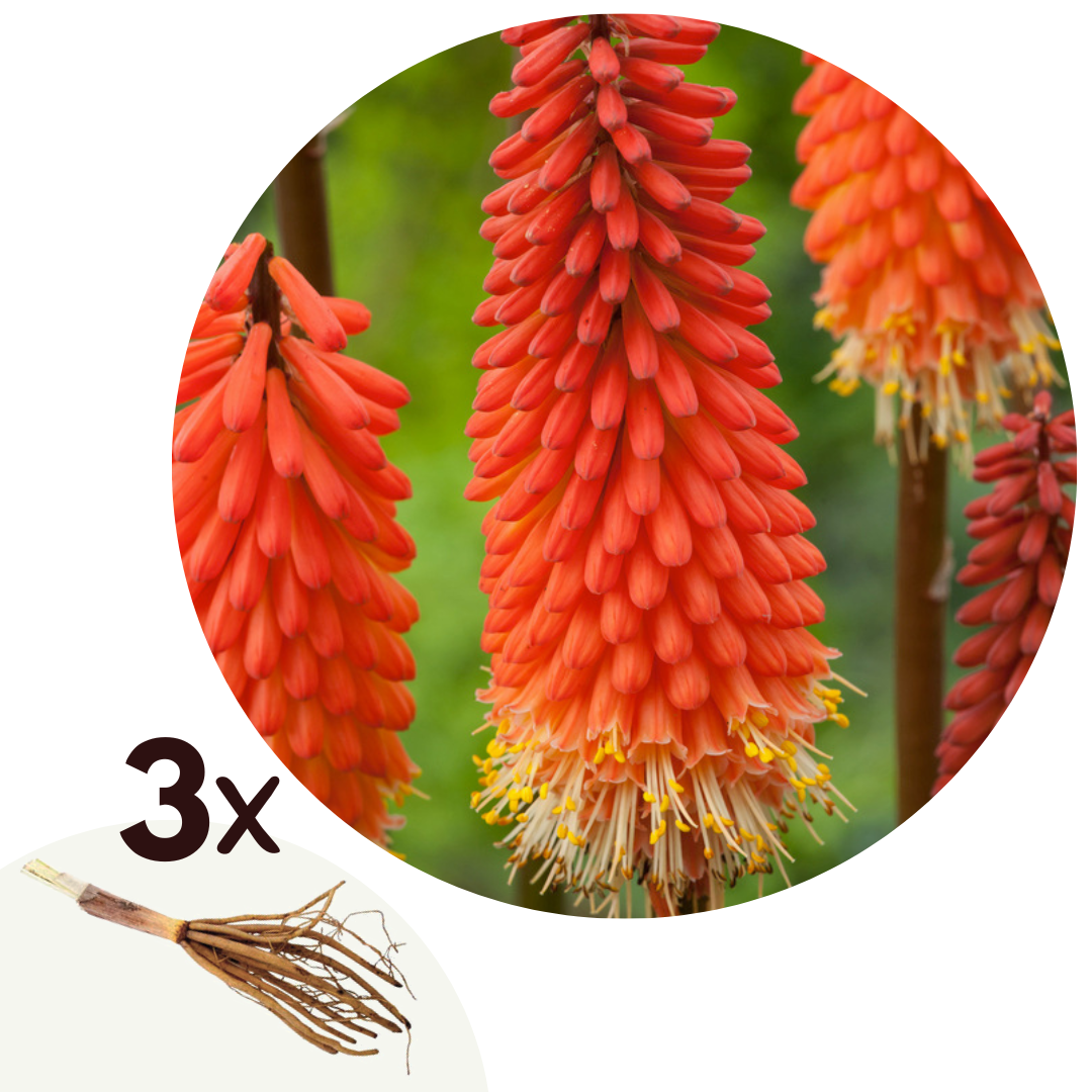 Flecha De Fuego - 3 Pzs - Tritoma Kniphofia 'alcazar' - Cepellones - Naranja_0
