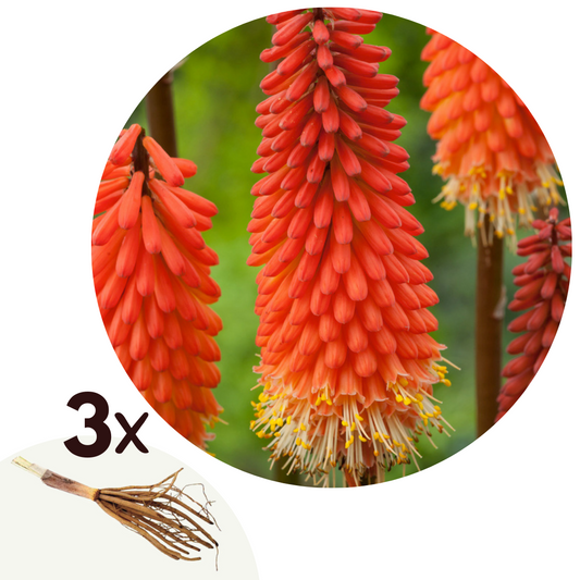 Flecha De Fuego - 3 Pzs - Tritoma Kniphofia 'alcazar' - Cepellones - Naranja_0