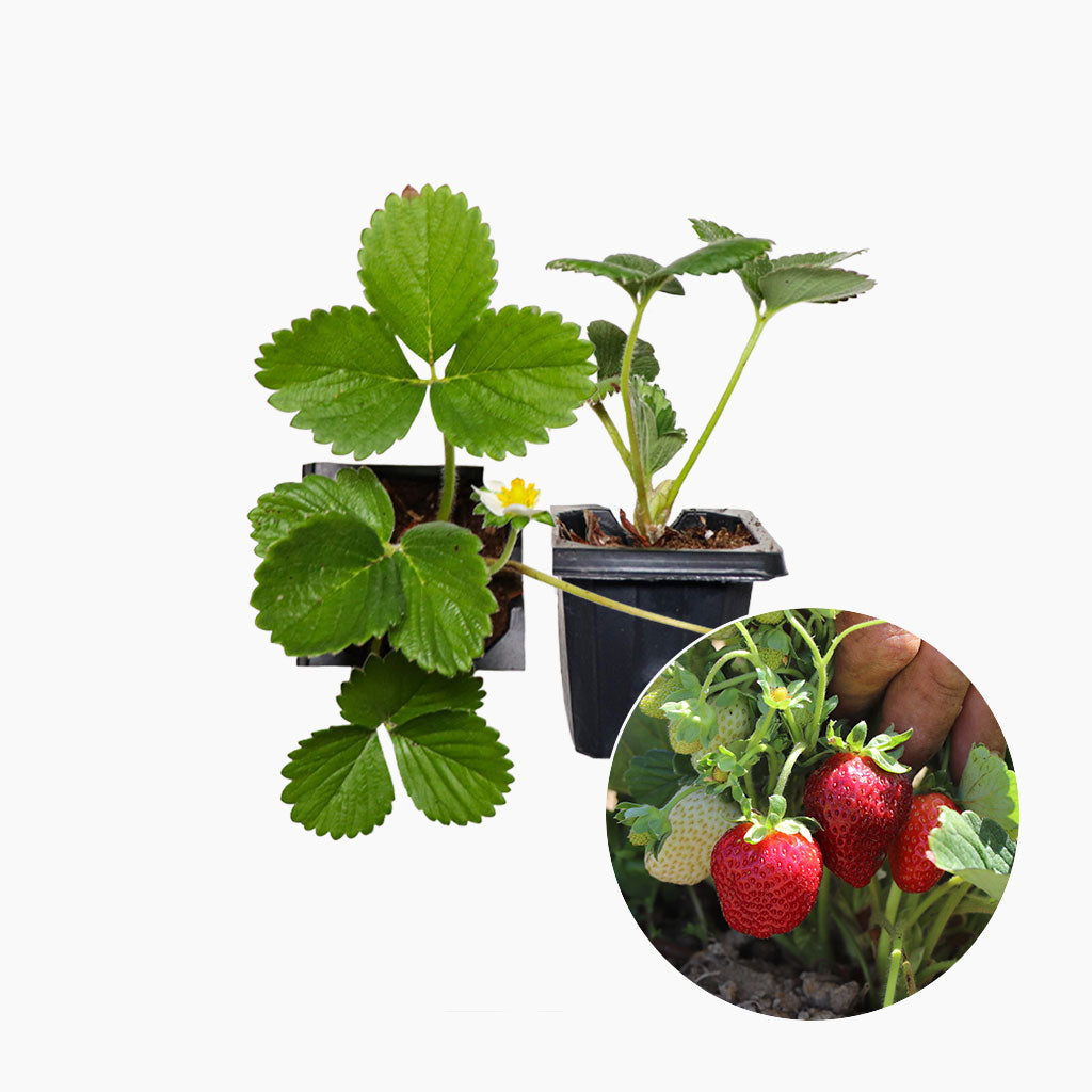 Plantón Fresa Cuatro Estaciones 4 Unidades - Plantabo_0