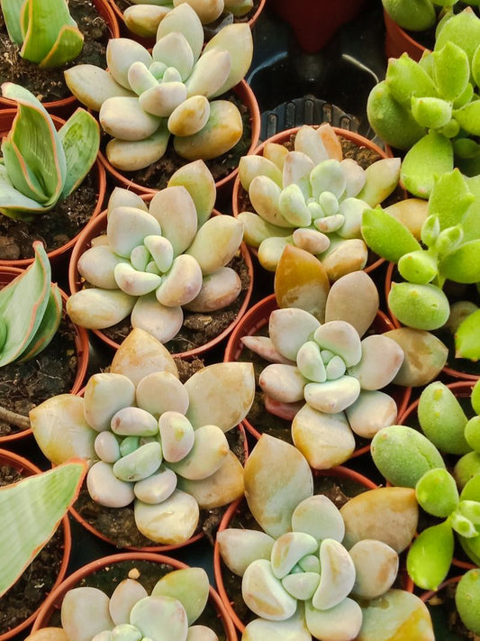 Graptoveria Pink Donna Planta Suculenta Ø5
